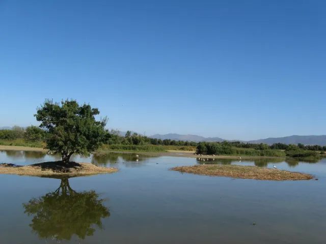 לגונה רדודה עם עץ בודד ואיי קנים