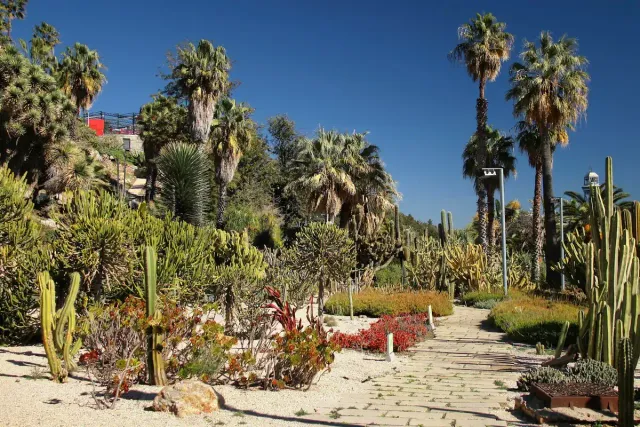 קקטוסים גבוהים ואגבות בין דקלים על מדרון מעל הים