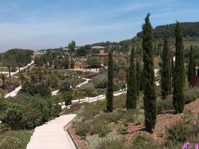 ערוגות מדורגות עם ברושים על מדרון גבעה