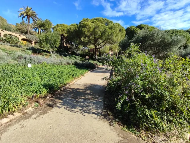 שביל מתפתל בין ערוגות ירוקות, עם דקלים ועצי אורן ברקע